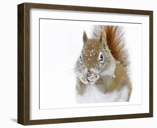 Christmas Squirrel-Mircea Costina-Framed Giclee Print