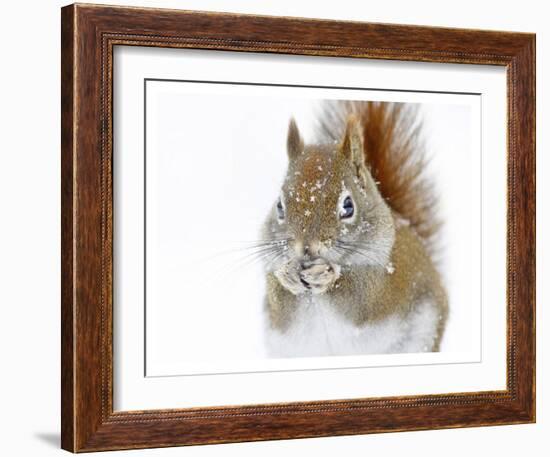 Christmas Squirrel-Mircea Costina-Framed Giclee Print