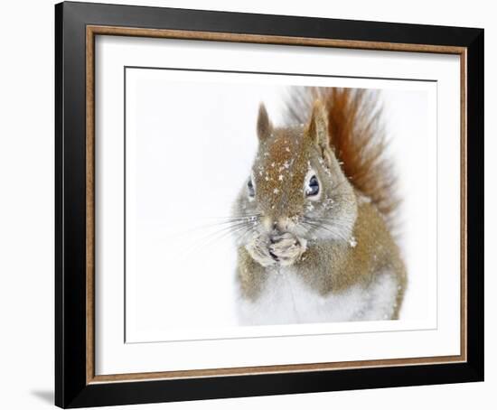 Christmas Squirrel-Mircea Costina-Framed Giclee Print