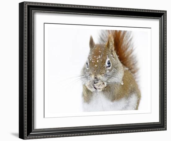 Christmas Squirrel-Mircea Costina-Framed Giclee Print