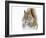 Christmas Squirrel-Mircea Costina-Framed Giclee Print