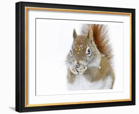 Christmas Squirrel-Mircea Costina-Framed Giclee Print