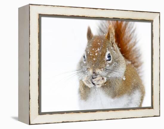 Christmas Squirrel-Mircea Costina-Framed Premier Image Canvas