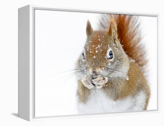 Christmas Squirrel-Mircea Costina-Framed Premier Image Canvas