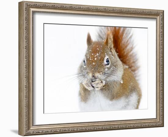 Christmas Squirrel-Mircea Costina-Framed Photographic Print