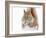 Christmas Squirrel-Mircea Costina-Framed Photographic Print