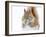 Christmas Squirrel-Mircea Costina-Framed Photographic Print