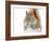 Christmas Squirrel-Mircea Costina-Framed Photographic Print