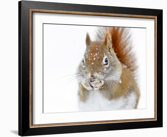 Christmas Squirrel-Mircea Costina-Framed Photographic Print