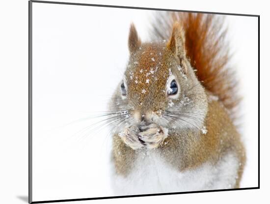 Christmas Squirrel-Mircea Costina-Mounted Photographic Print