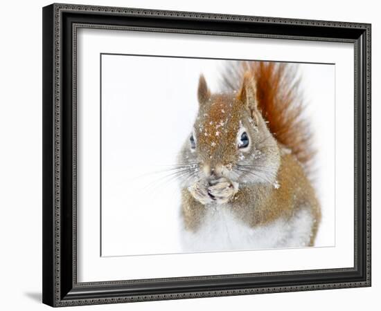 Christmas Squirrel-Mircea Costina-Framed Photographic Print