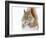 Christmas Squirrel-Mircea Costina-Framed Photographic Print