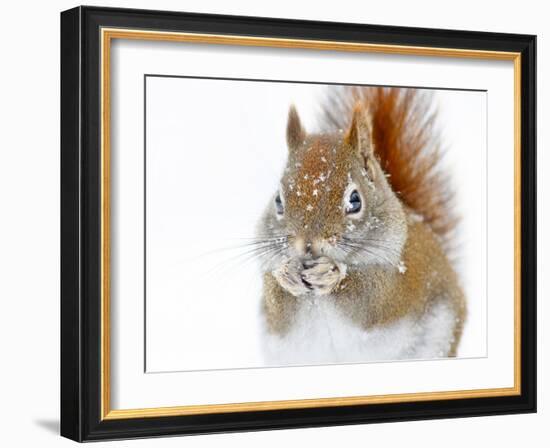 Christmas Squirrel-Mircea Costina-Framed Photographic Print