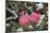 Christmas tree balls in the snow, decoration, still life-Andrea Haase-Mounted Photographic Print