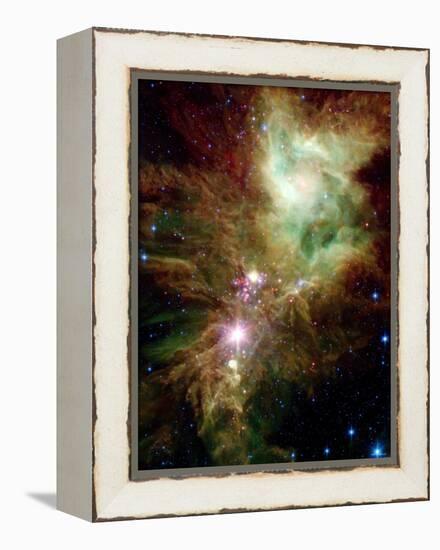 Christmas Tree Cluster-Stocktrek Images-Framed Premier Image Canvas