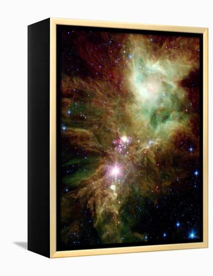 Christmas Tree Cluster-Stocktrek Images-Framed Premier Image Canvas