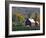 Christmas Tree Farm near Springfield in Autumn, Vermont, USA-Julie Eggers-Framed Photographic Print