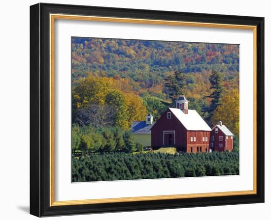 Christmas Tree Farm near Springfield in Autumn, Vermont, USA-Julie Eggers-Framed Photographic Print