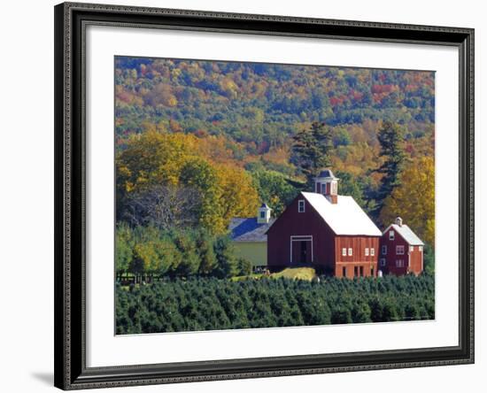 Christmas Tree Farm near Springfield in Autumn, Vermont, USA-Julie Eggers-Framed Photographic Print