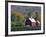 Christmas Tree Farm near Springfield in Autumn, Vermont, USA-Julie Eggers-Framed Photographic Print