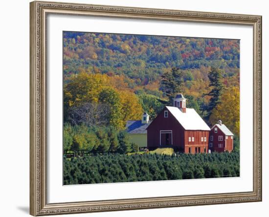 Christmas Tree Farm near Springfield in Autumn, Vermont, USA-Julie Eggers-Framed Photographic Print