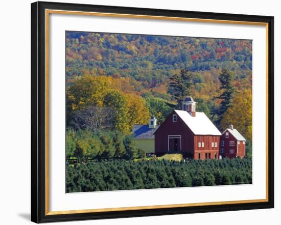 Christmas Tree Farm near Springfield in Autumn, Vermont, USA-Julie Eggers-Framed Photographic Print