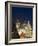 Christmas Tree, Gothic Tyn Church and Statue of Jan Hus, Old Town Square, Stare Mesto, Prague-Richard Nebesky-Framed Photographic Print
