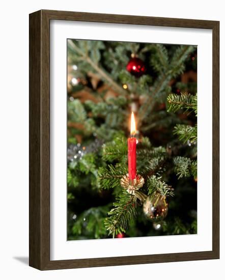 Christmas Tree, Haute Savoie, France, Europe-Godong-Framed Photographic Print