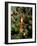 Christmas Tree, Haute Savoie, France, Europe-Godong-Framed Photographic Print