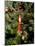 Christmas Tree, Haute Savoie, France, Europe-Godong-Mounted Photographic Print