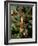 Christmas Tree, Haute Savoie, France, Europe-Godong-Framed Photographic Print