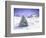 Christmas Tree in Snow-MAKIKO-Framed Giclee Print