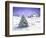 Christmas Tree in Snow-MAKIKO-Framed Giclee Print