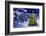 Christmas Tree in Snowy Night-Smileus-Framed Photographic Print