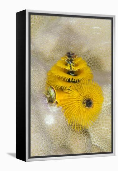 Christmas Tree Worm (Spirobranchus), Fiji-Pete Oxford-Framed Premier Image Canvas