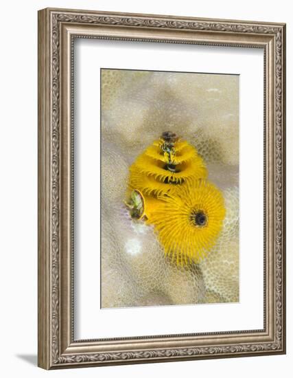 Christmas Tree Worm (Spirobranchus), Fiji-Pete Oxford-Framed Photographic Print