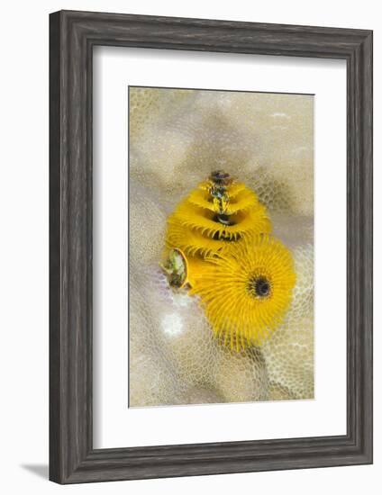 Christmas Tree Worm (Spirobranchus), Fiji-Pete Oxford-Framed Photographic Print