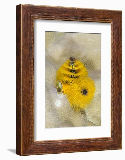 Christmas Tree Worm (Spirobranchus), Fiji-Pete Oxford-Framed Photographic Print