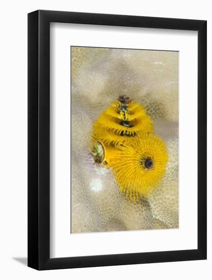 Christmas Tree Worm (Spirobranchus), Fiji-Pete Oxford-Framed Photographic Print