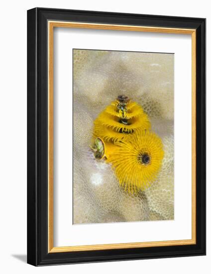 Christmas Tree Worm (Spirobranchus), Fiji-Pete Oxford-Framed Photographic Print