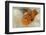 Christmas Tree Worm (Spirobranchus) Fiji-Pete Oxford-Framed Photographic Print
