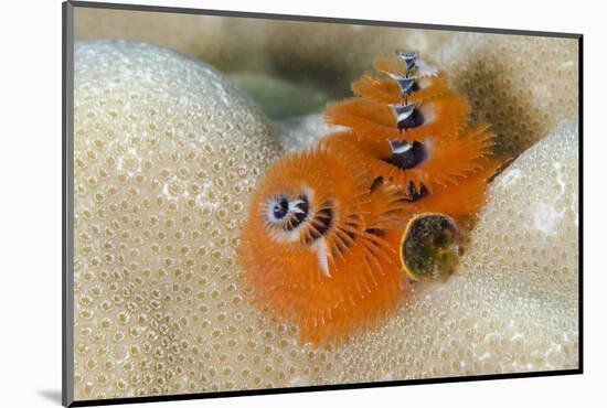 Christmas Tree Worm (Spirobranchus) Fiji-Pete Oxford-Mounted Photographic Print