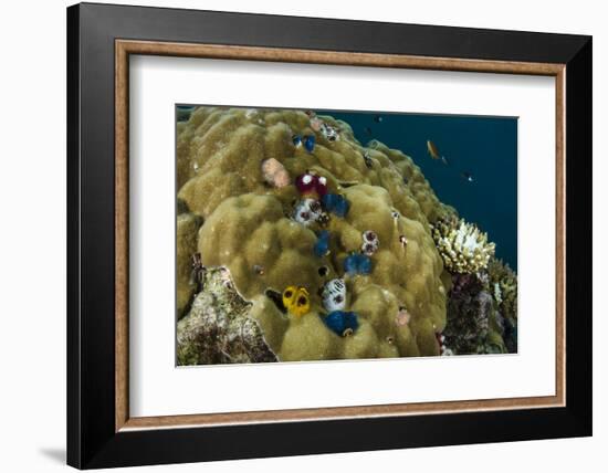 Christmas Tree Worm (Spirobranchus), Fiji-Pete Oxford-Framed Photographic Print