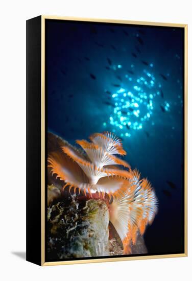 Christmas Tree Worm-Peter Scoones-Framed Premier Image Canvas