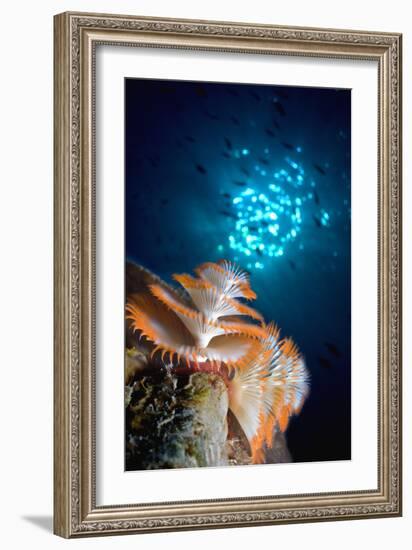 Christmas Tree Worm-Peter Scoones-Framed Photographic Print