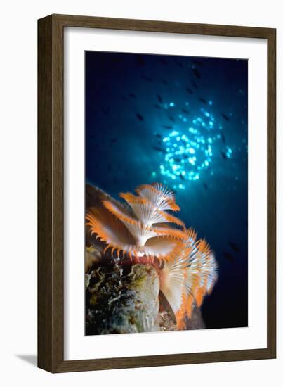 Christmas Tree Worm-Peter Scoones-Framed Photographic Print