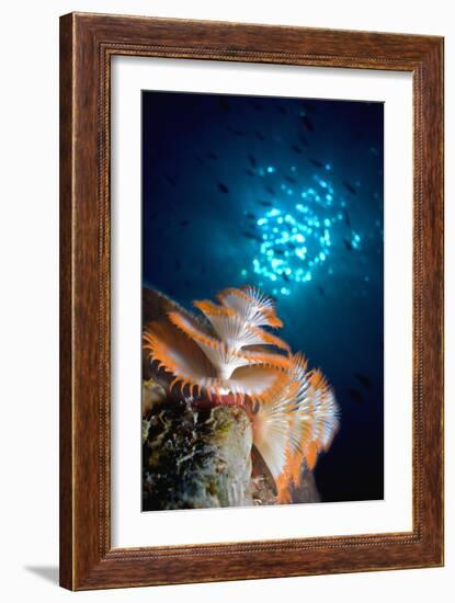 Christmas Tree Worm-Peter Scoones-Framed Photographic Print