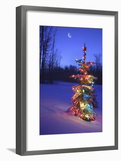 Christmas Tree-null-Framed Photographic Print