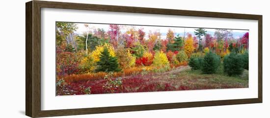 Christmas trees and fall colors, Lincolnville, Waldo County, Maine, USA-Panoramic Images-Framed Photographic Print