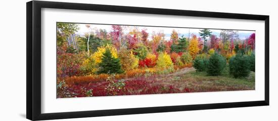 Christmas trees and fall colors, Lincolnville, Waldo County, Maine, USA-Panoramic Images-Framed Photographic Print